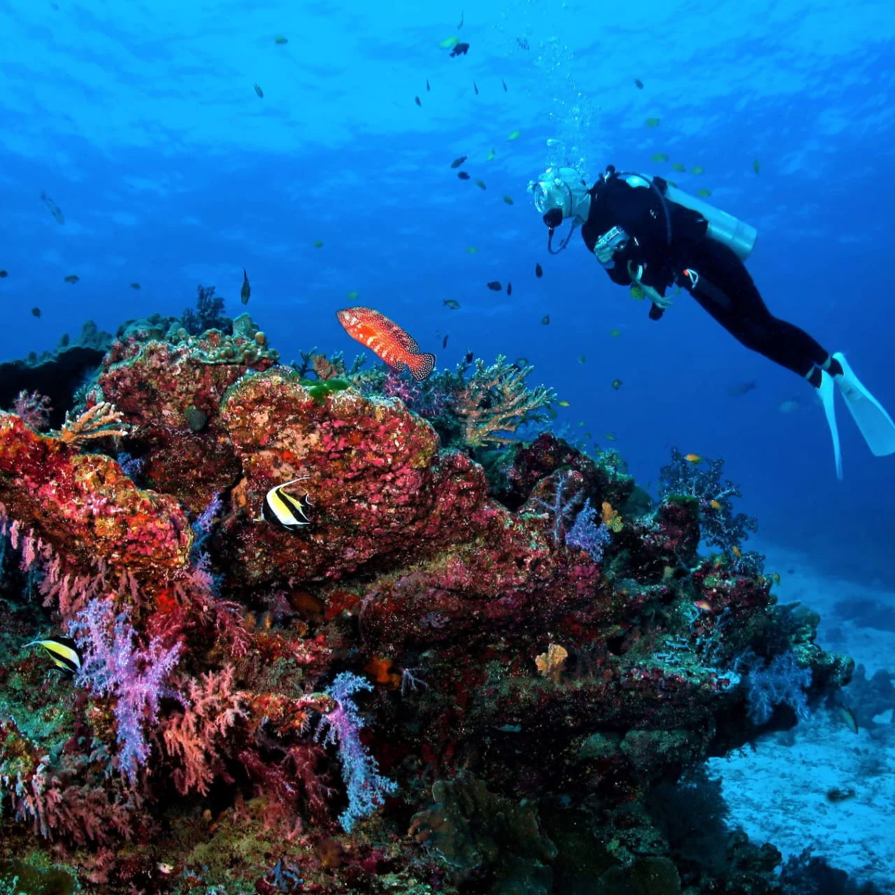 Buceo en Isla Catalina - 5
